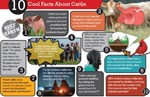10-cool-facts-about-cattle-image