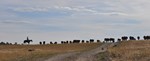 moving cattle on horizon