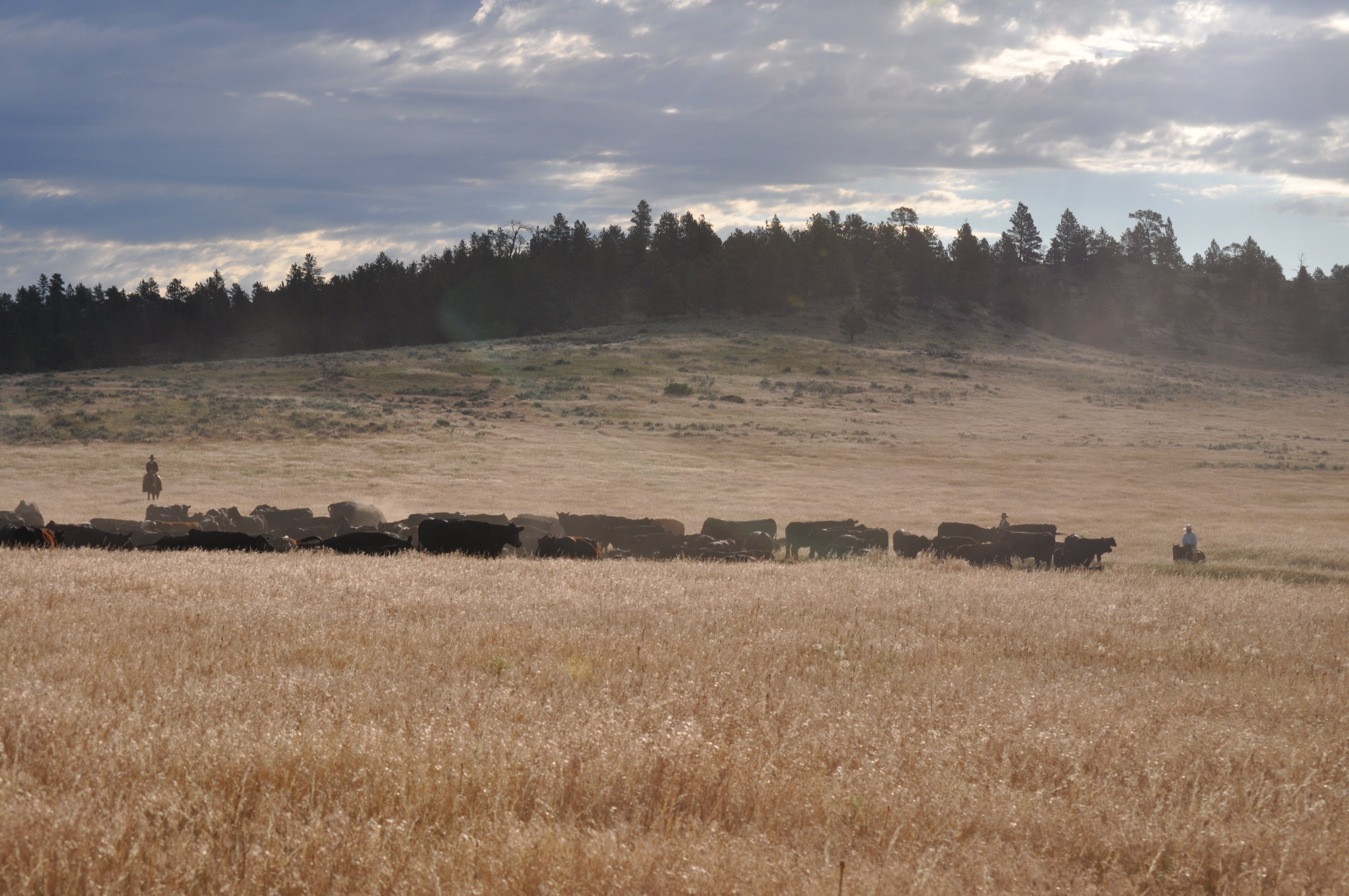 gathering cattle