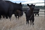 curious calf