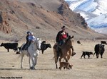 kids and dad checking cattle